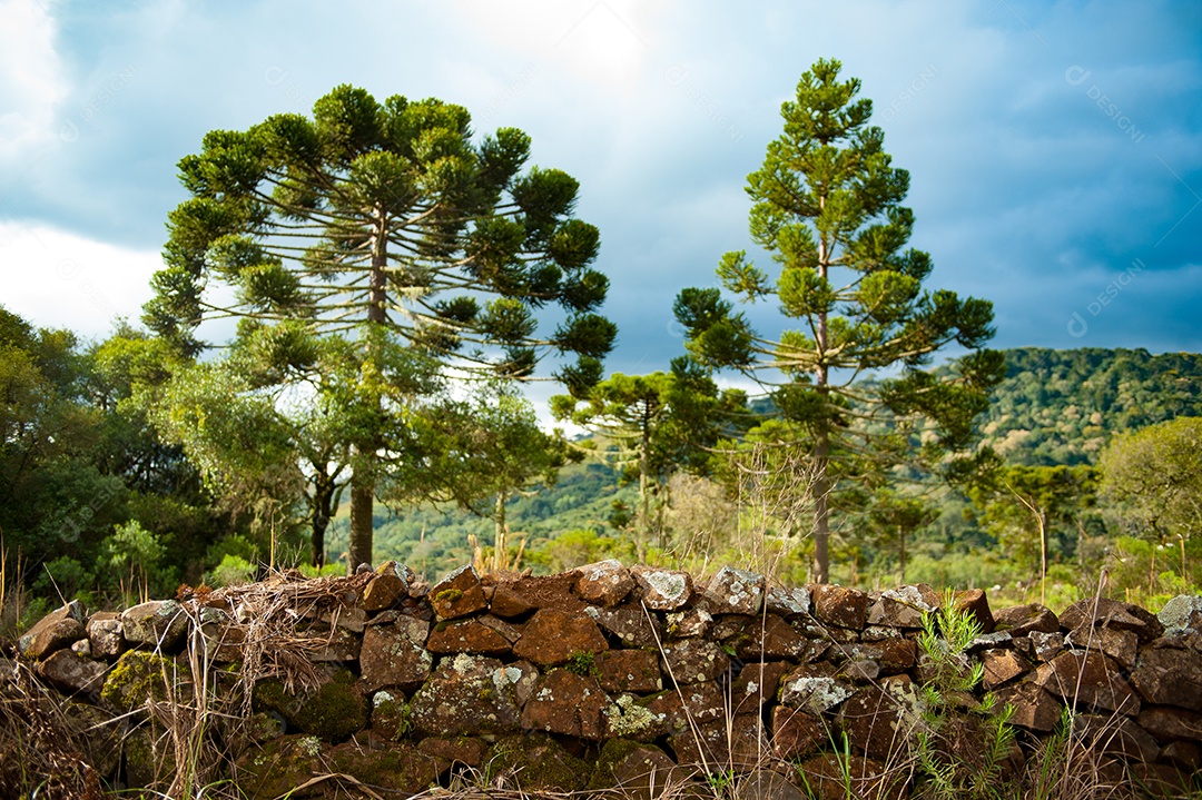 Muda de araucária (nome científico: Araucaria angustifolia), crescendo, em área de reflorestamento no Brasil.