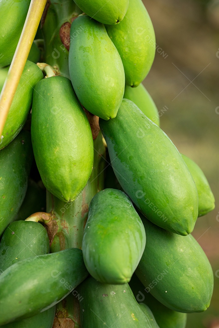 Pé de arvore mamão frutas sobre fundo floresta
