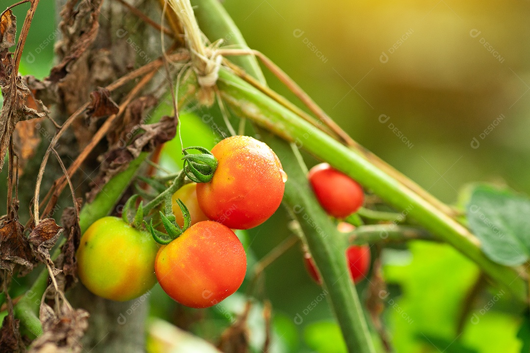 Tomate cereja sobre fundo desfocado floresta