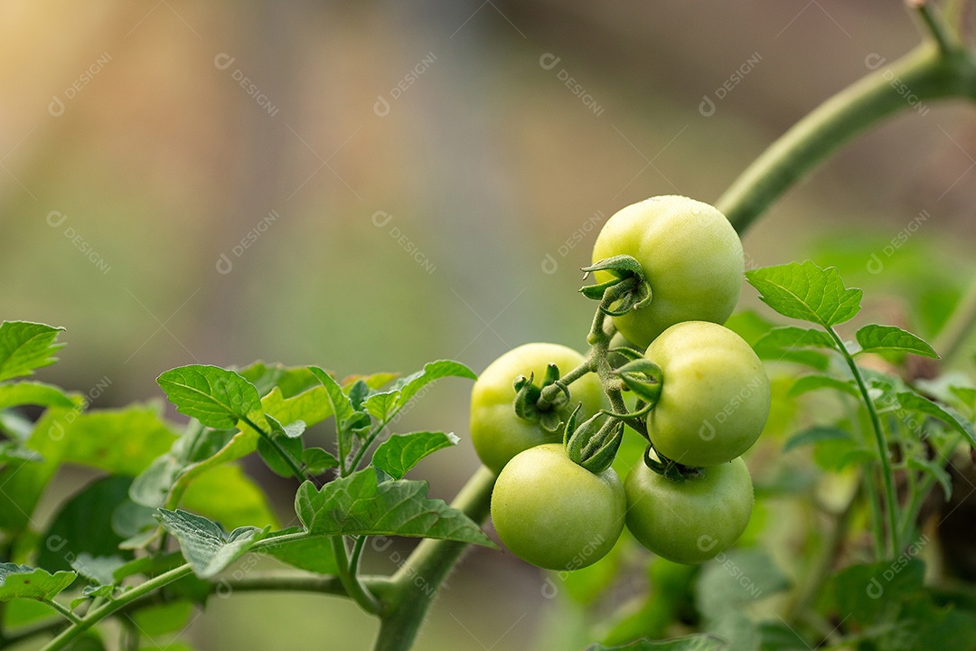 Tomate cereja sobre fundo desfocado floresta