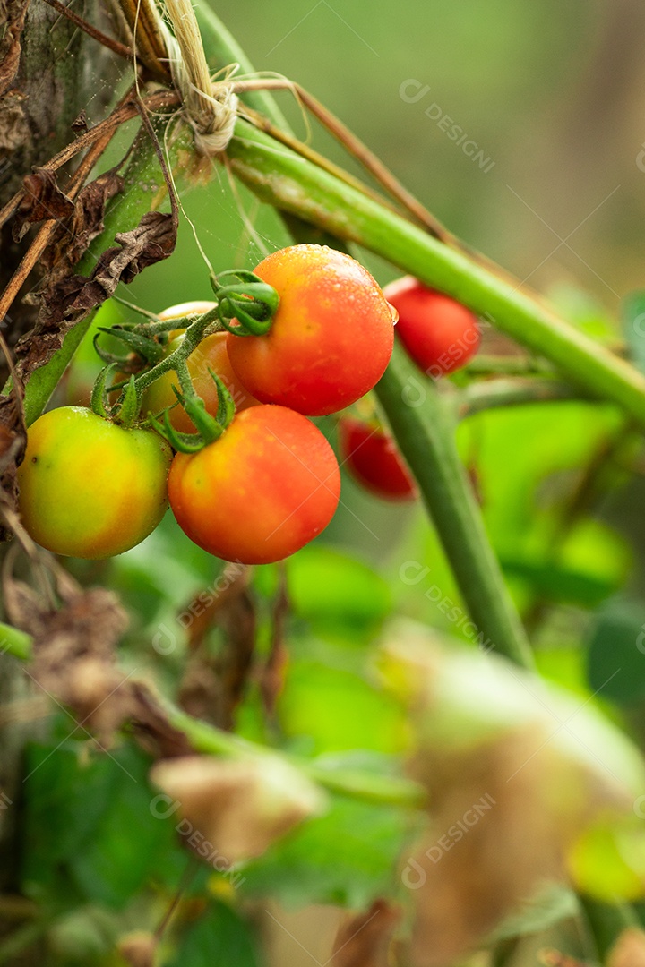 Tomate cereja sobre fundo desfocado floresta