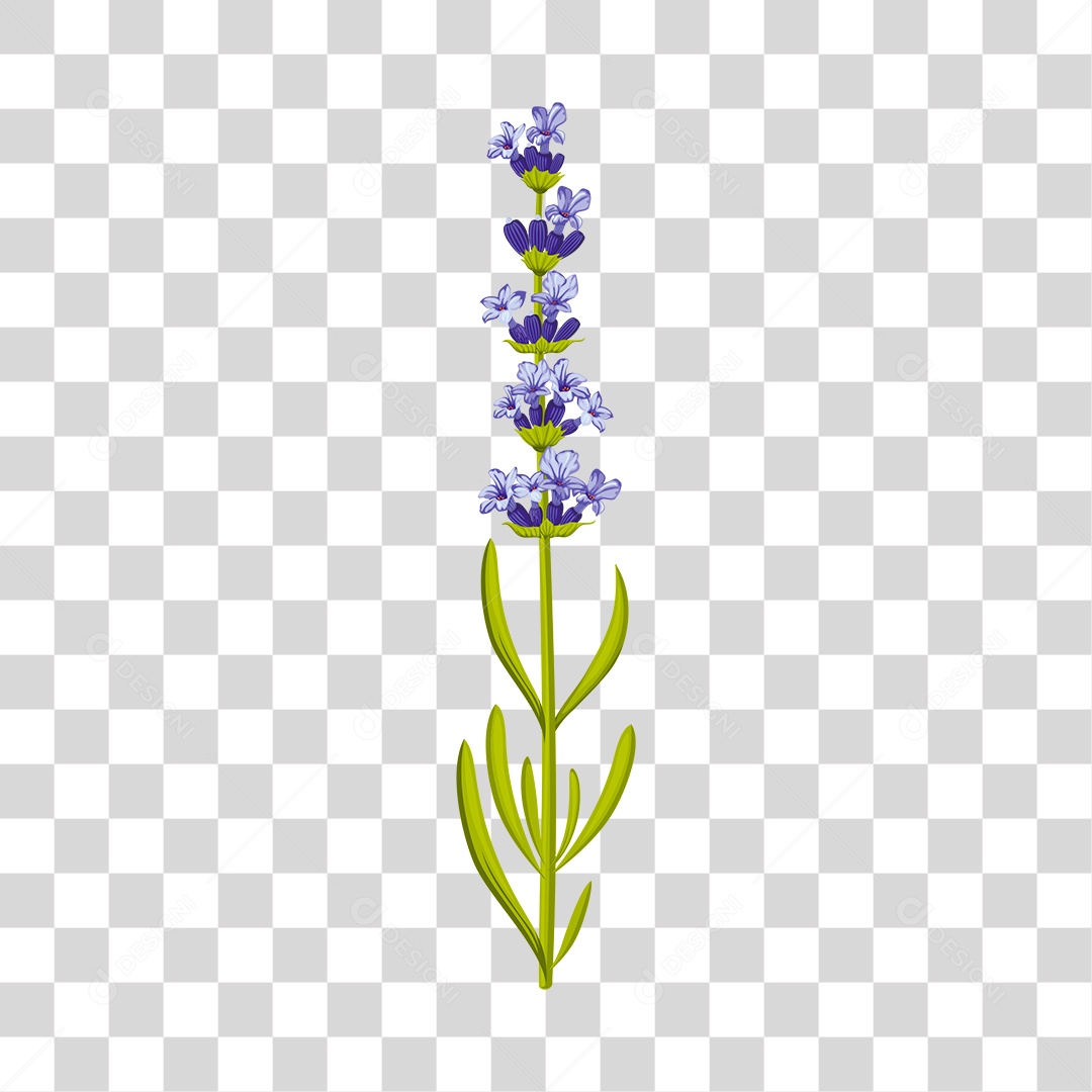 Flores lavanda, desenhadas com lápis coloridos