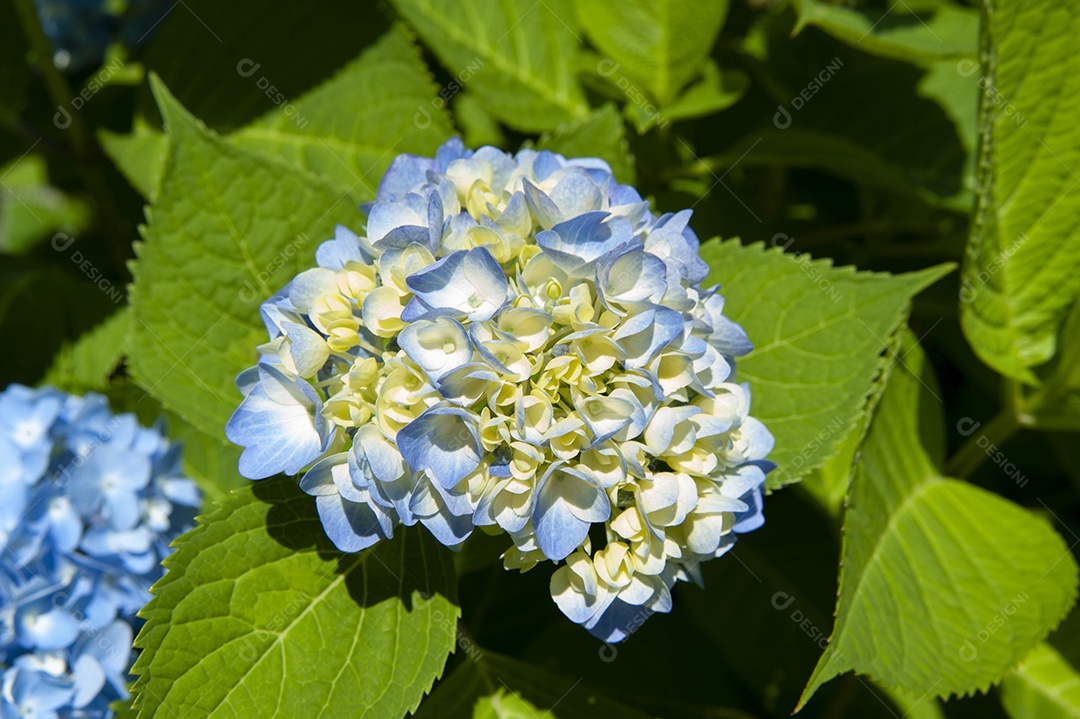 Linda flor de Hydrangea azul e amarela (Hydrangea macrophyll