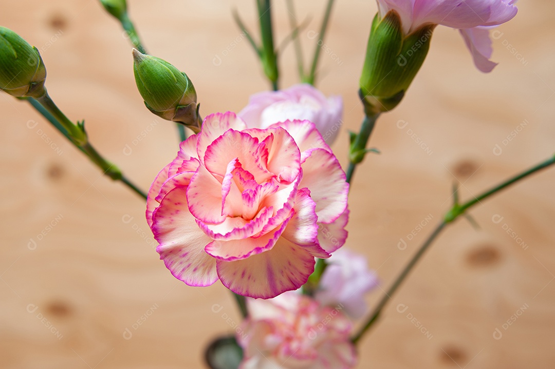 Linda flor de cravo japonês com botões em close-up. Fundo de madeira.