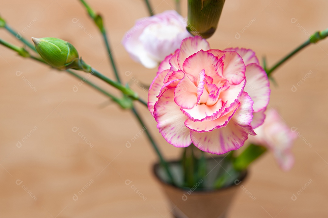 Linda flor de cravo japonês com botões em close-up. Fundo de madeira. Copie o espaço.