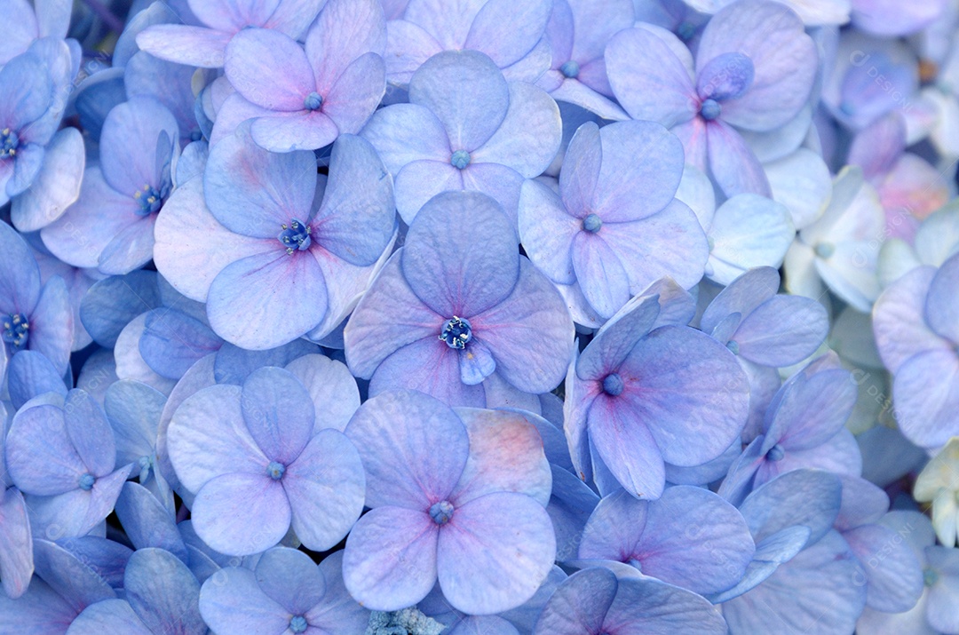 Flores Hortênsia Plantas sobre jardim