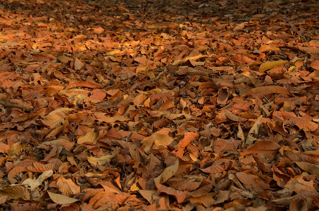 Folhas secas sobre floresta selva