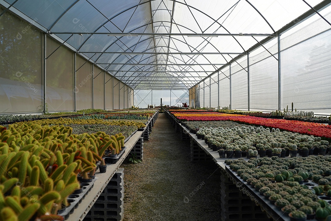 Muitas das várias plantas de cactos na panela na estufa agrícola