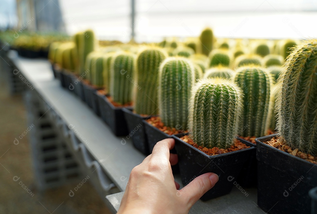 Mão segurando pequenos cactos na fazenda de estufa agrícola