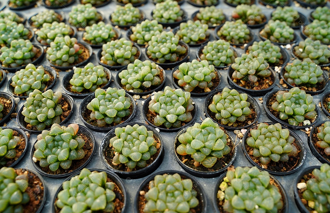 Vista superior de uma pequena planta de cacto se preparando para venda no mercado