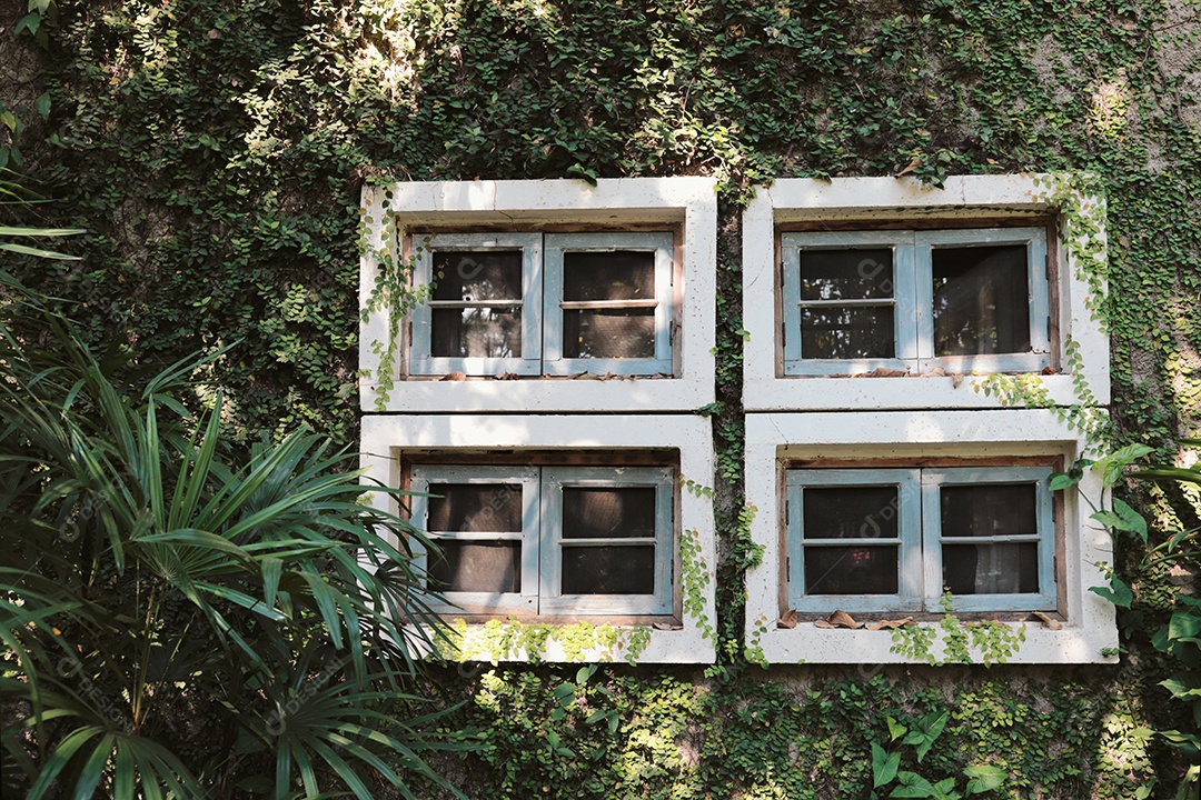 Planta de parede de hera verde no prédio antigo com janelas, primavera