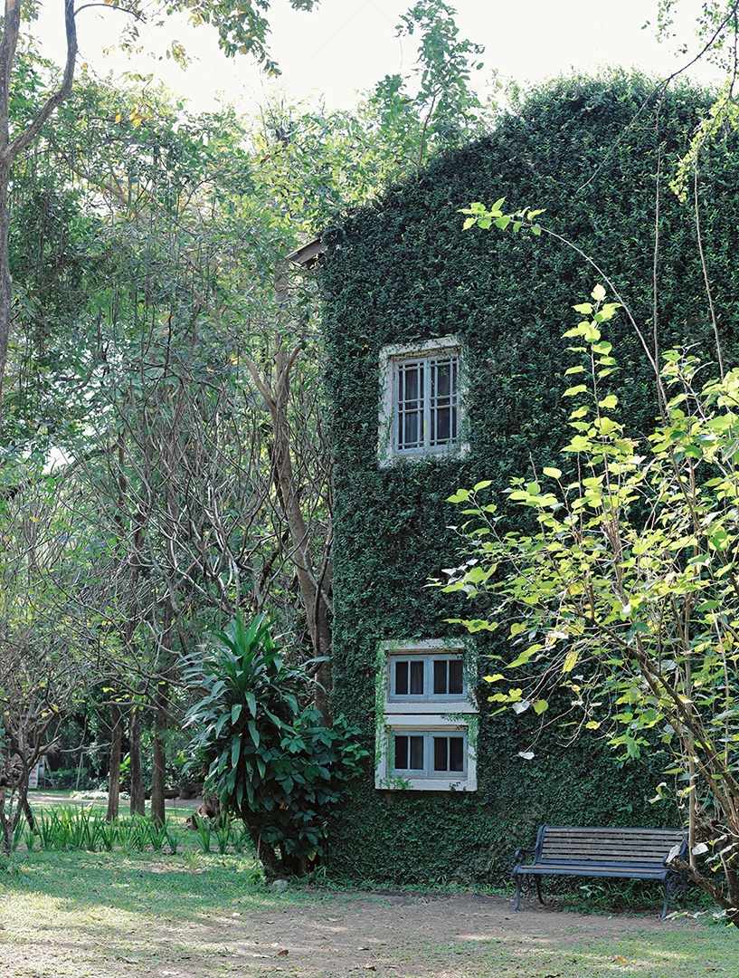 Antiga casa de construção coberta com hera verde, primavera