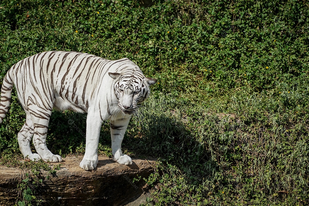 Tigre branco em pé na beira da rocha no zoológico natural