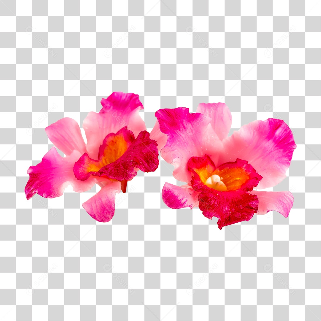 Flores Cor Rosa PNG Transparente