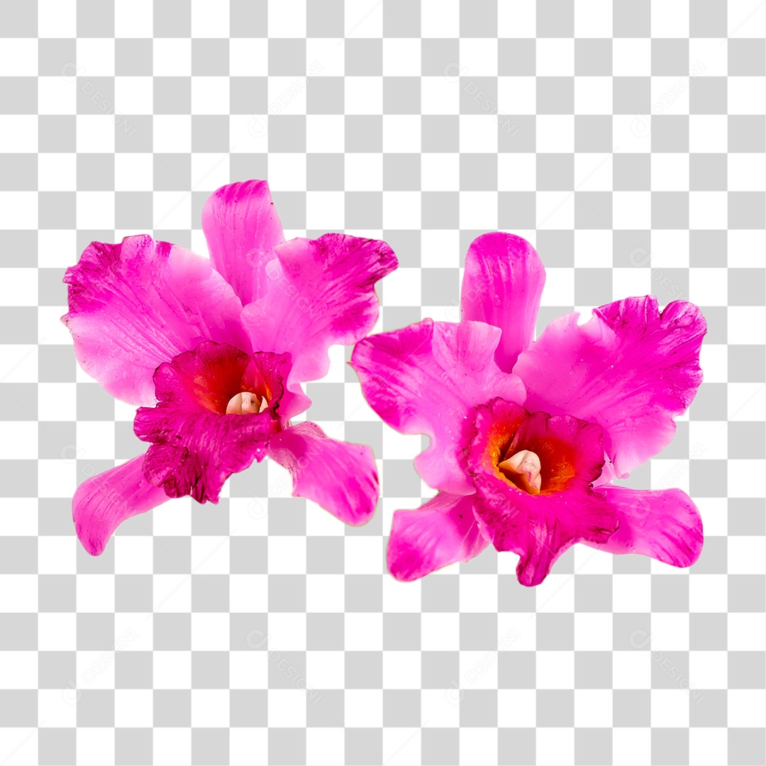 Flores Cor Rosa PNG Transparente