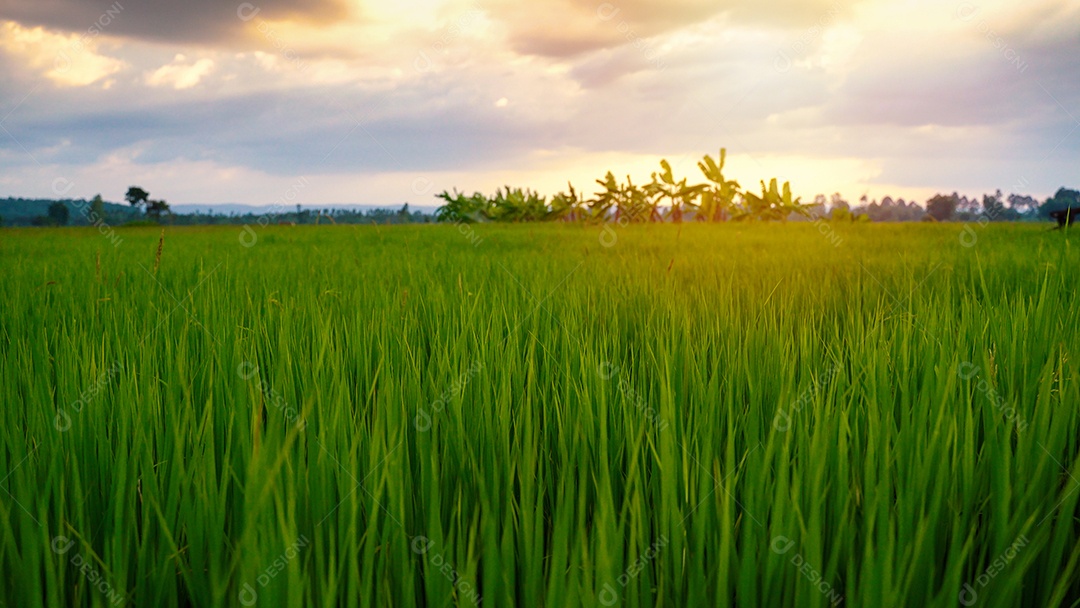 Belo campo de arroz com pôr do sol na zona rural da Tailândia