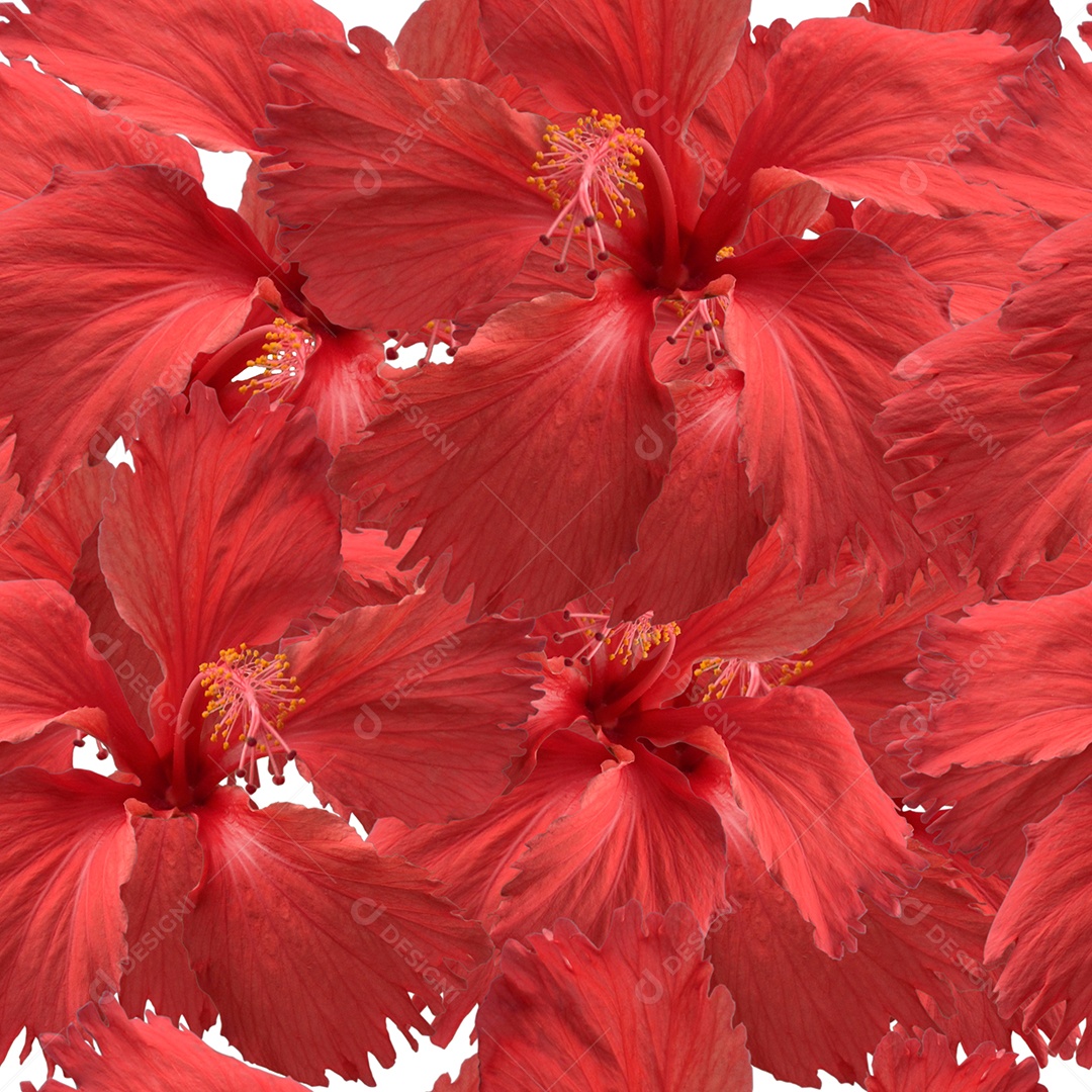 Flores vermelha sobre fundo branco arvores