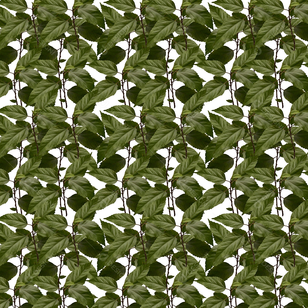 Folha verde sobre fundo branco arvores