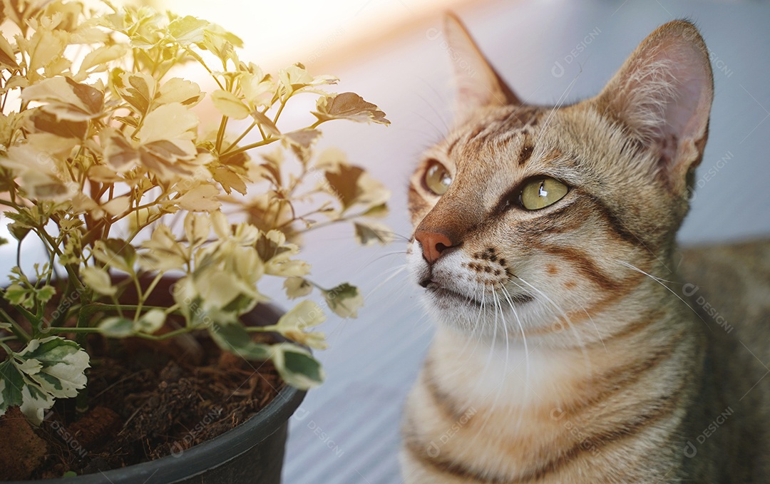 Um gato fofo cheira a planta fresca pela manhã do jardim