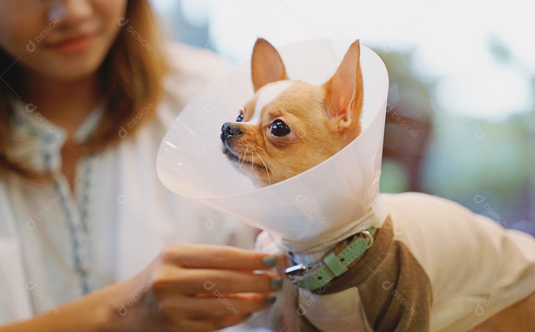 Jovem mulher asiática usando cone de coleira para seu cachorro chihuahua