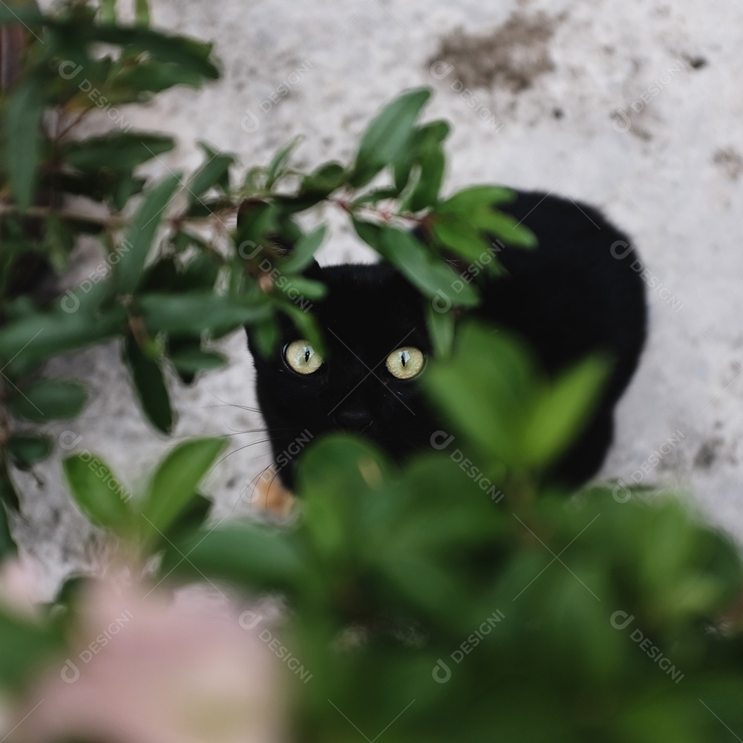 Gato preto de estimação entre as plantas do jardim