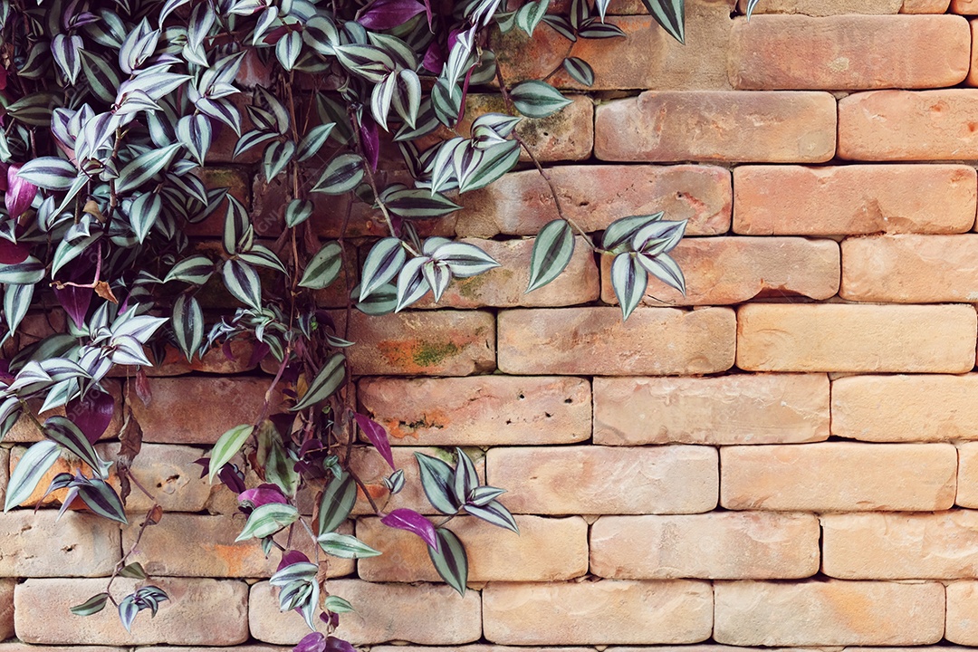 Textura parede tijolos com plantas