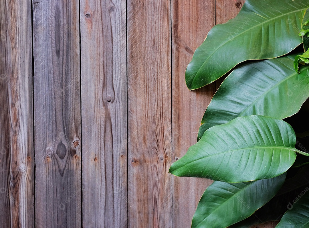 Conceito de primavera e páscoa, folhas verdes em te de fundo de madeira