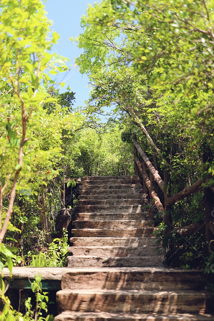 Escada entre floresta verde