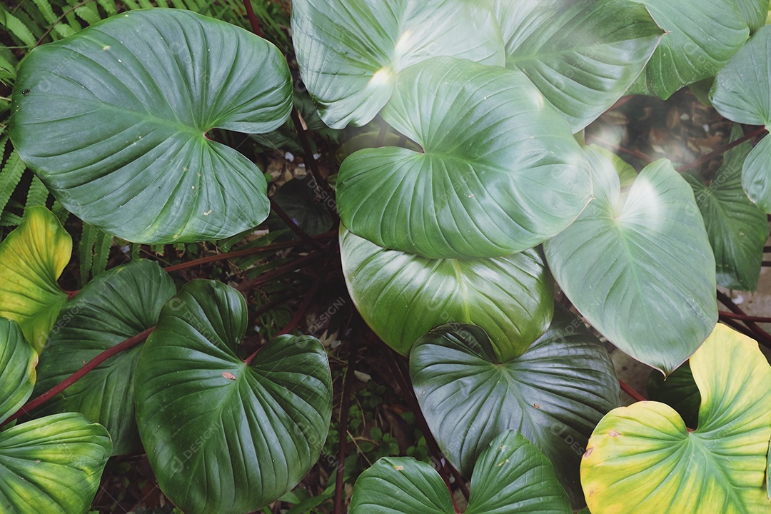 Textura de folhas verdes de plantas