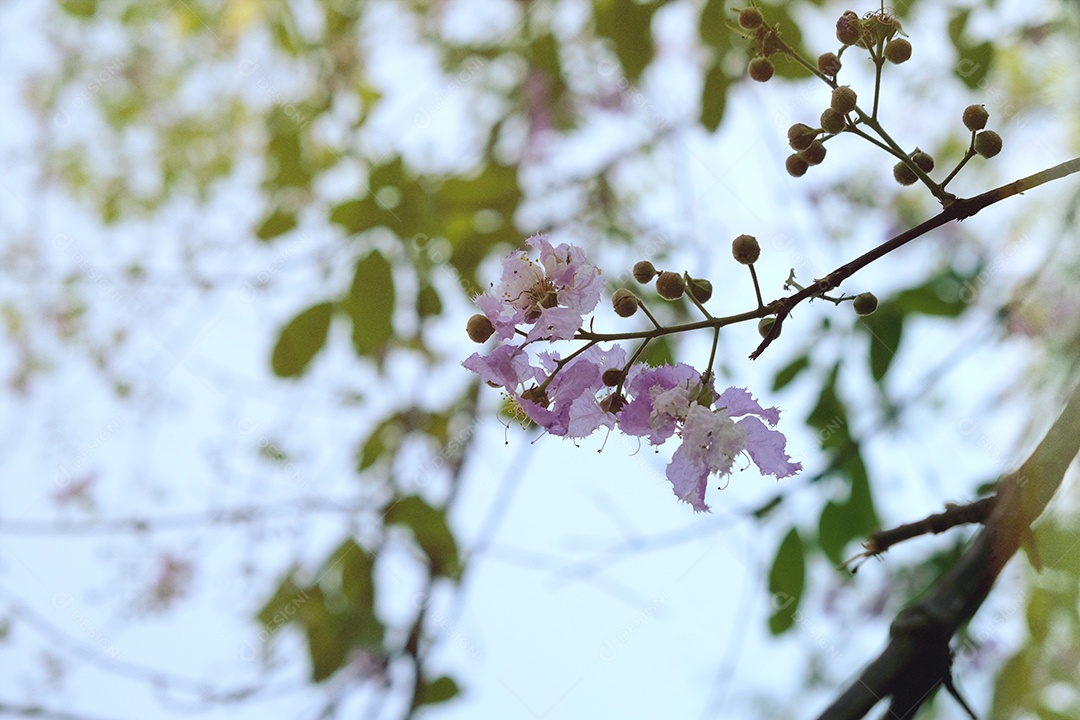 Planta verde com flores florida na primavera