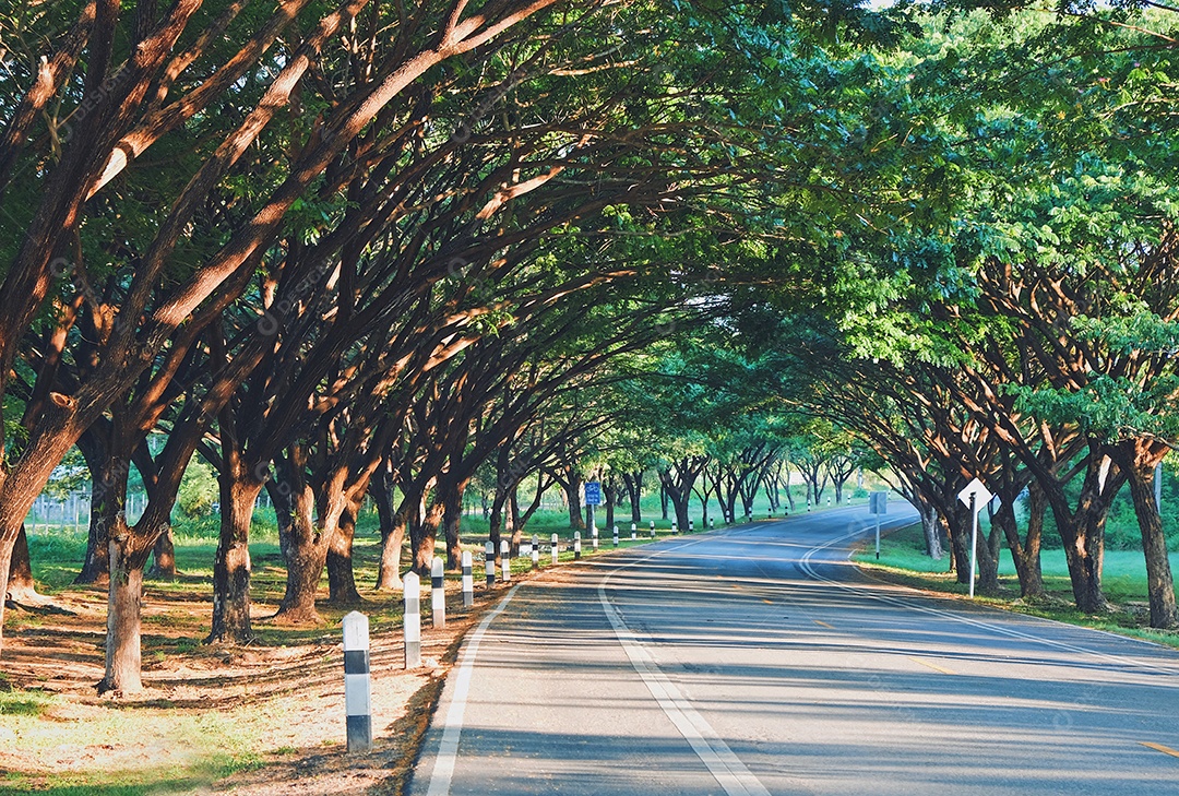 Estrada arborizadas para caminhada ou corrida