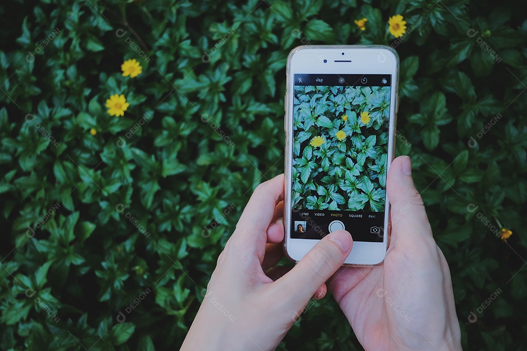 Mão feminina tirando foto de lindas flores na planta verde com smartphone no jardim