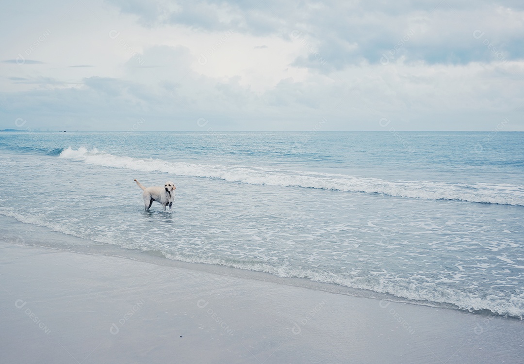Cachorro em meio as ondas do mar