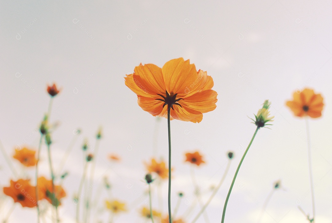 Flores de flor amarela com efeito de filtro retrô
