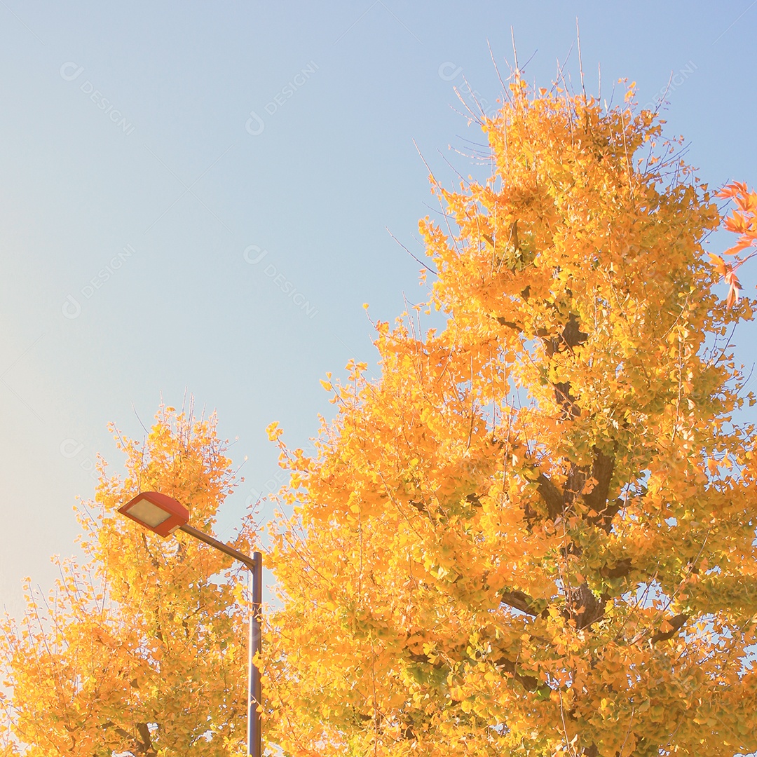 Árvores de ginkgo com iluminação pública com céu azul, cor vintage em tons