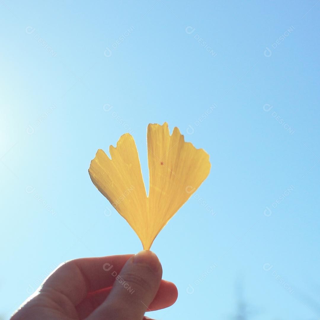 Mão segurando a folha de ginkgo contra o céu azul, cor vintage em tons