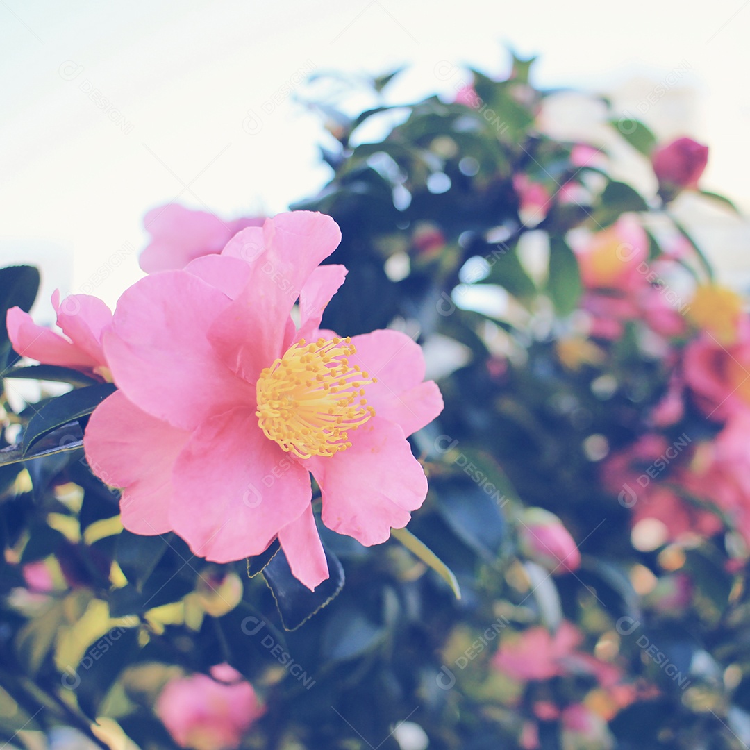 Floração de camélia ou tsubaki no jardim com filtro retrô