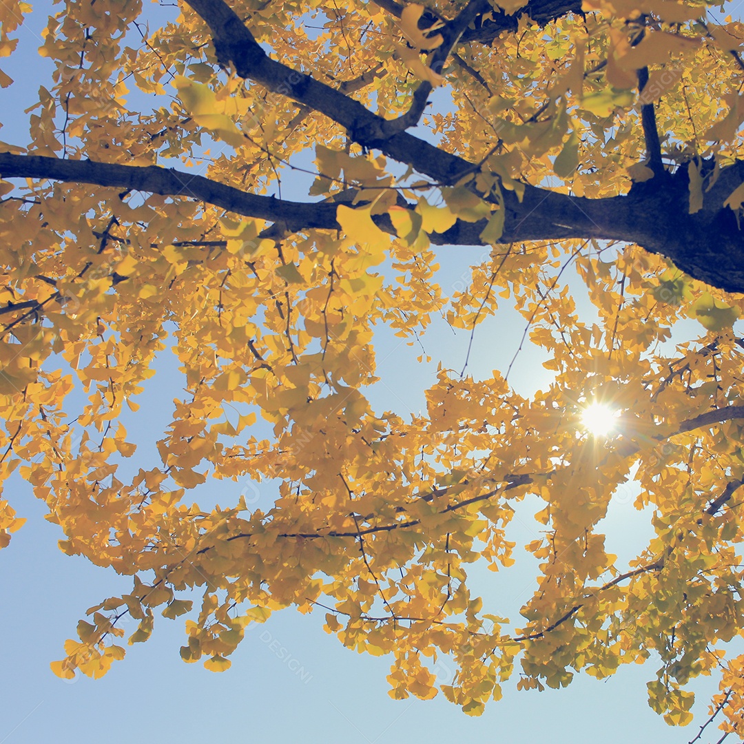 Árvore de ginkgo com folhas amarelas, tom de cor vintage