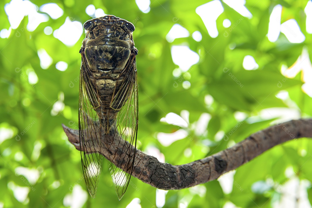 Cigarra japonesa - Graptopsaltria nigrofuscata, a grande cigarra marrom, chamada aburazemi em japonês. Em galho seco. Isolado em fundo desfocado bokeh. Fechar-se. Tiro horizontal