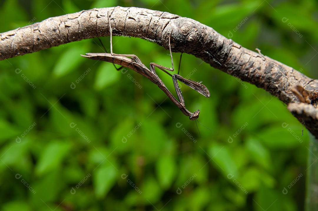 Louva-a-deus chinês (Tenodera sinensis) - Louva-a-deus no galho. Isolado em fundo verde. Copie o espaço.