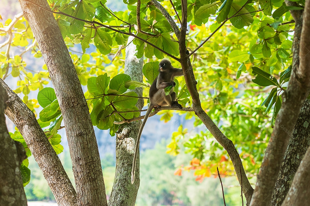 Macaco Langur de folha escura (Trachypithecus obscurus) pendura e come folhas verdes na árvore na praia de Railay, Krabi, Tailândia
