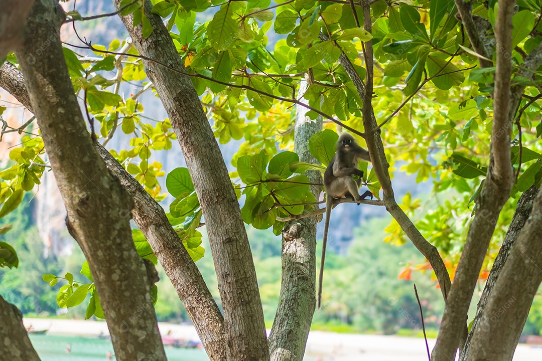 Macaco Langur de folha escura (Trachypithecus obscurus) pendura e come folhas verdes na árvore na praia de Railay, Krabi, Tailândia