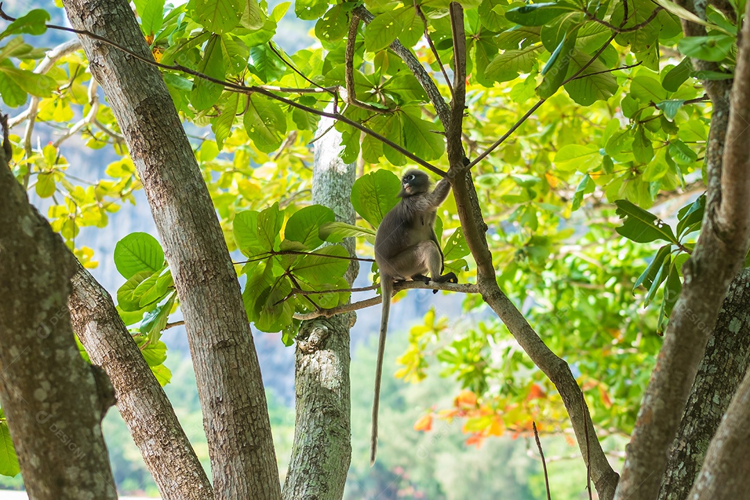 Macaco Langur de folha escura (Trachypithecus obscurus) pendura e come folhas verdes na árvore na praia de Railay, Krabi, Tailândia