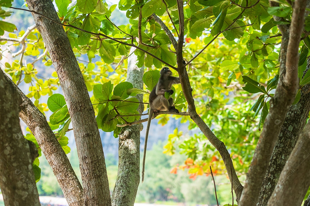 Macaco Langur de folha escura (Trachypithecus obscurus) pendura e come folhas verdes na árvore na praia de Railay, Krabi, Tailândia