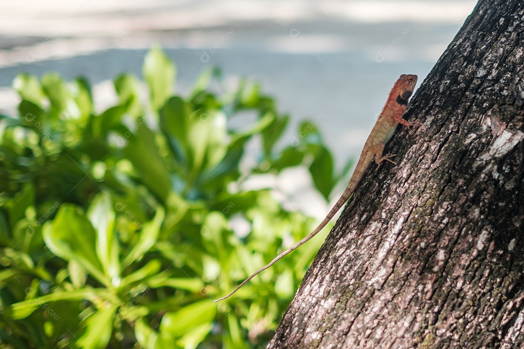 pantera camaleão na árvore de galho