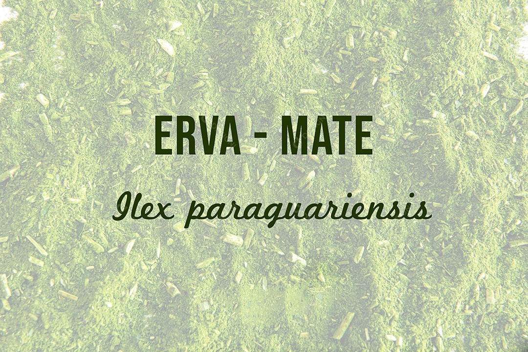 Fundo de textura de erva-mate (Ilex paraguariensis), chá mate ba