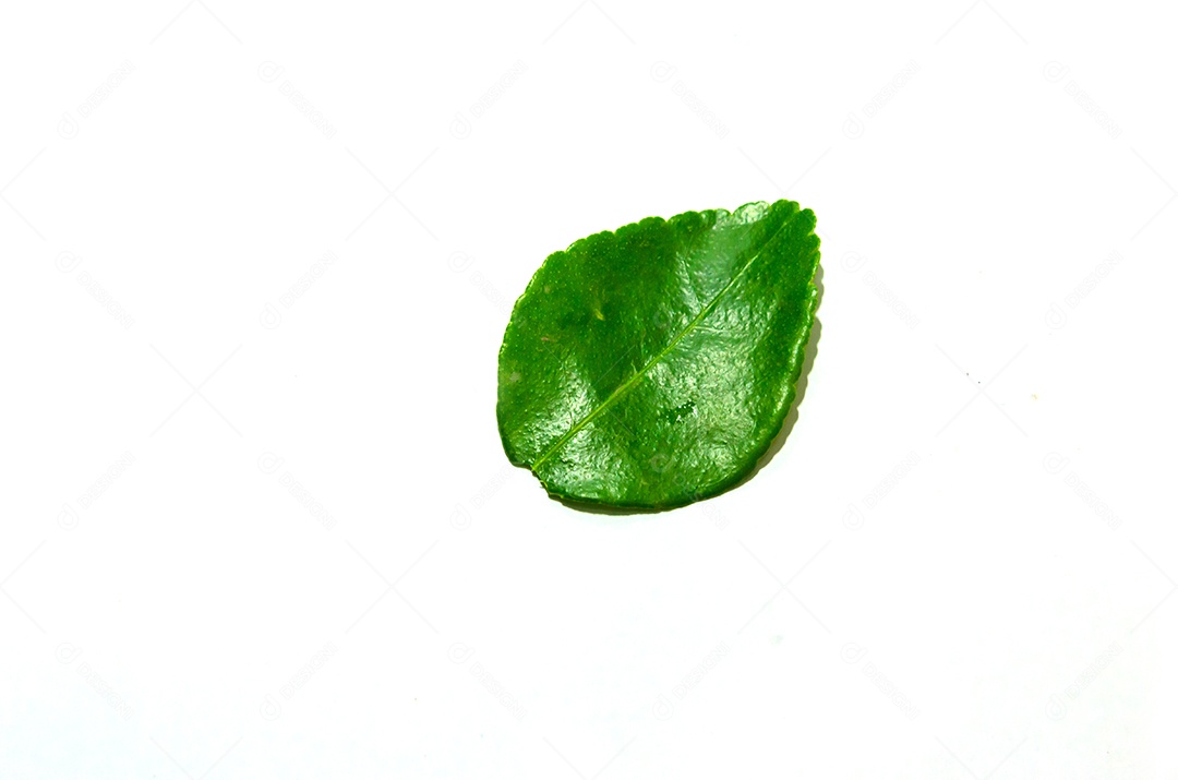 Kafir lime leaves on white background.