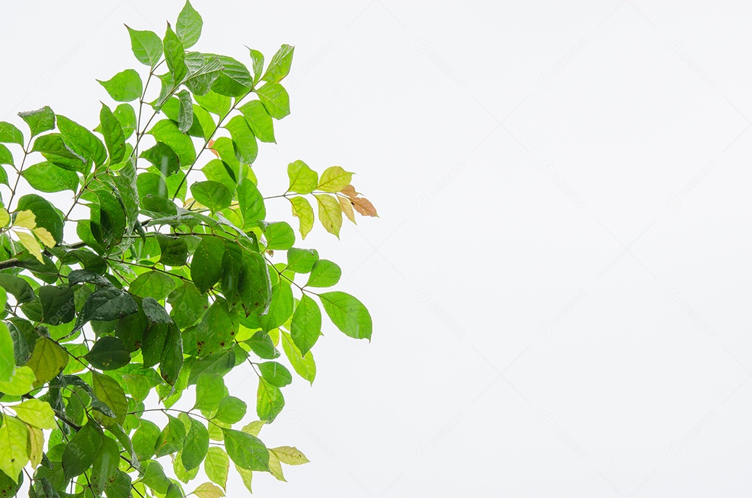 Folhas verdes em um fundo branco