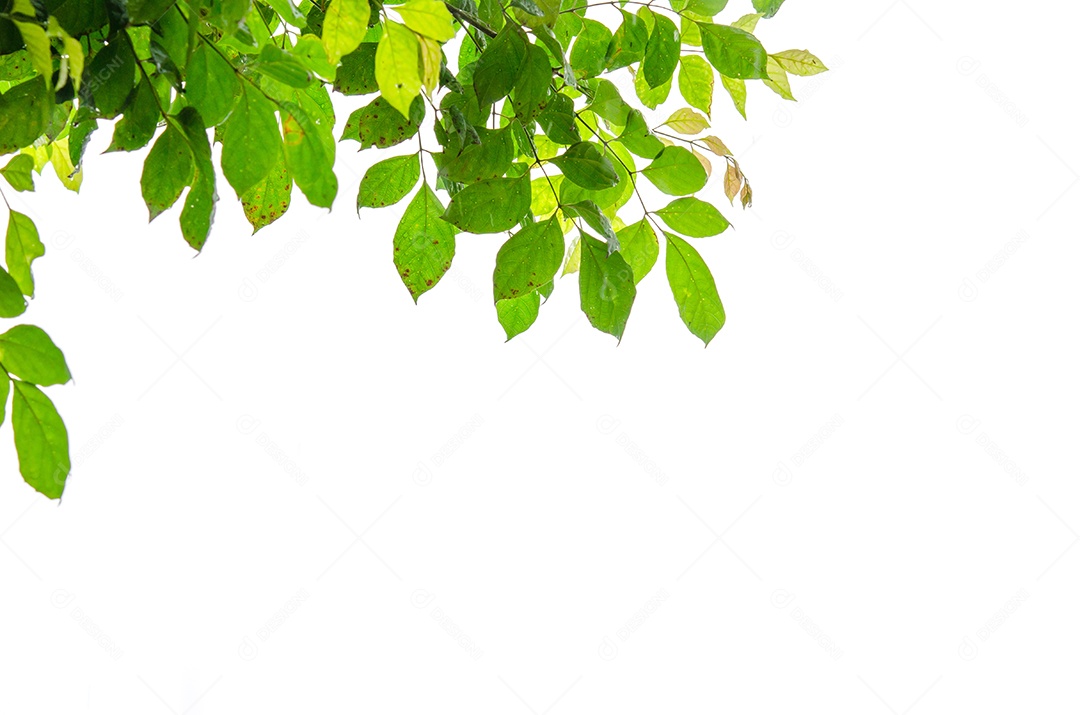 Folhas verdes em um fundo branco