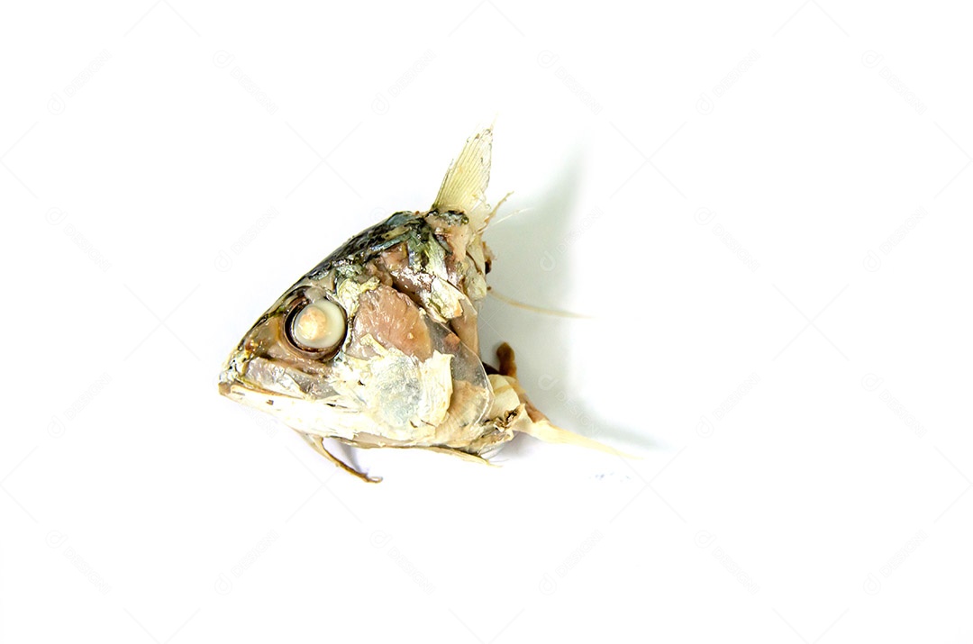 Cabeça de peixe no fundo branco